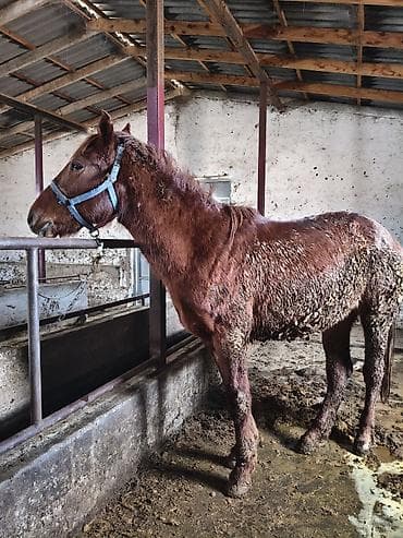 ящик металлический: Продаю | Конь (самец) | Для разведения | Мерин — 2