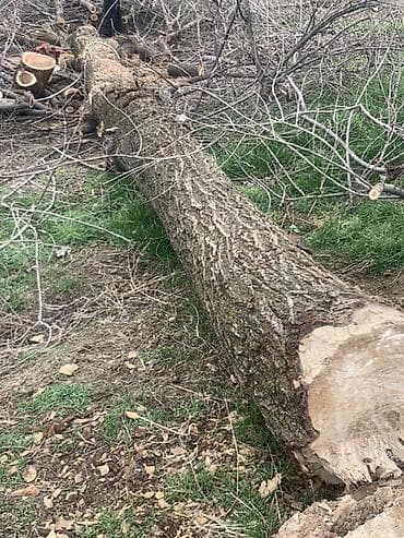 древа: Продаю дуп длина 6 метр 5 см адрес Петровка — 2