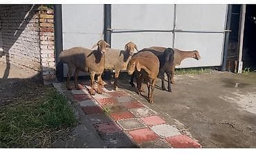 египетский кошка: Продаю | Овца (самка) | Полукровка, Арашан | Для разведения | Матка, Ярка — 1