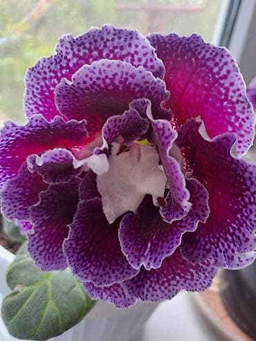Фиалки и глоксинии: Глоксиния (Sinningia speciosa), коллекционные сорта с крупными — 5