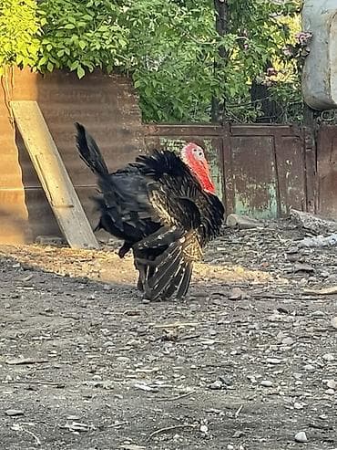 Продаю | Индюк (самец) | Черный принц | Для разведения | Племенные