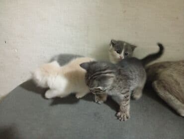 шиншилла британская кошка цена: Когтеточке. Подойдут для семьи с детьми: ласковые, любят играть и — 1