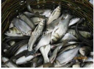 малек форели цена: Продаю. Малёк сигалетка карп амур толстолоб — 1