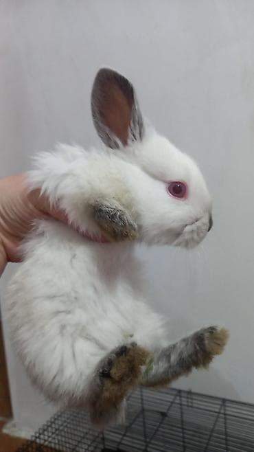 куры карликовые: Продаю | Крольчата | Калифорнийская | Для разведения — 2