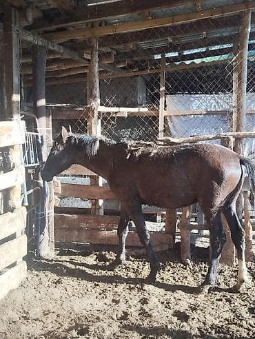 Продаю | Жеребенок | Рабочий | Племенные