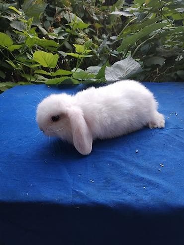 хомяки с клеткой: Веслоухий карликовый баранчик 2 месяца белого цвета, мальчик. Ждёт — 2