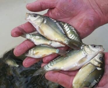 животные ош: Недоросток подростки толстолоб амур сазан есть доставка спринтер -зил — 4