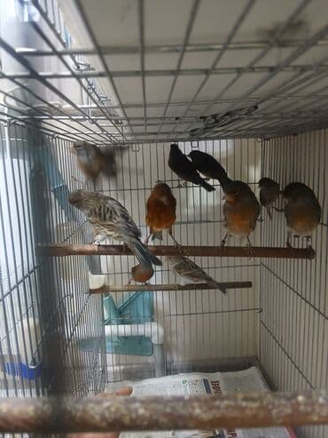 купить несушек курей: Канарейки (разные окрасы) в клетке - Вид: канарейки, несколько особей — 2