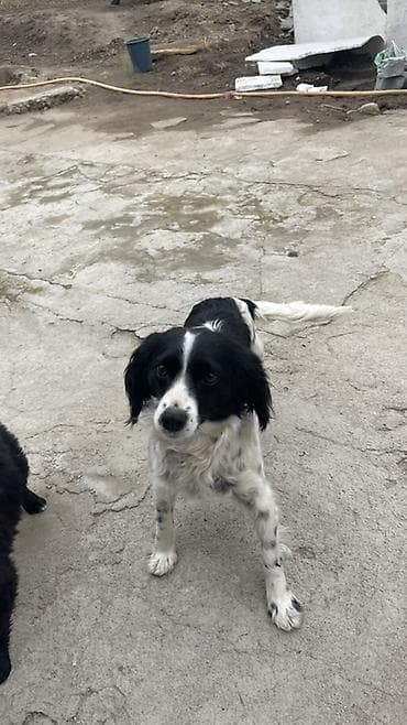 Услуги ветеринара: Собака русский охотничий спаниель, мелкая/средняя, черно-белого окраса — 6