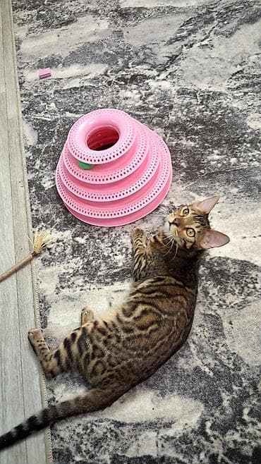 сколько стоит котенок бенгала: Бенгальская, 1 год, Девочка, Приучена к лотку, Проглистована, С документами — 1