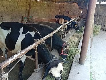 купить карова: Продаю | Бык (самец) | Швицкая | На откорм — 7