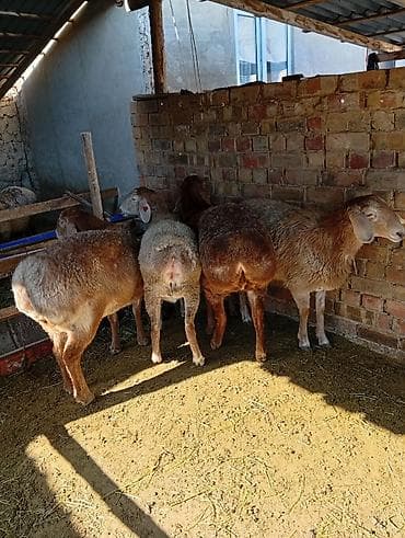 купить хряка на племя: Продаю | Овца (самка) | Для разведения | Племенные — 2