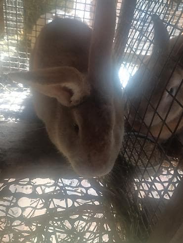 Продаю кролов цена договорная