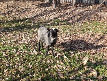 купить собаку шпица недорого: Продаю | Овца (самка) | Меринос | Для разведения — 3