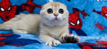 буудай сатылат: Скотиш Фолд (Шотландиялык шалпаң кулак), 3 айлык, Ургаачы, Алтын шиншилла — 8