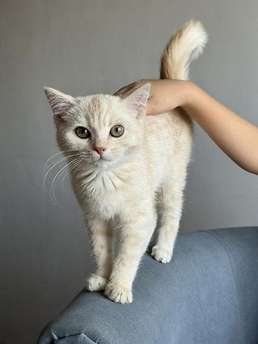 британский короткошерстный кот: Британская короткошёрстная, 6 месяцев, Мальчик, Приучена к лотку — 1