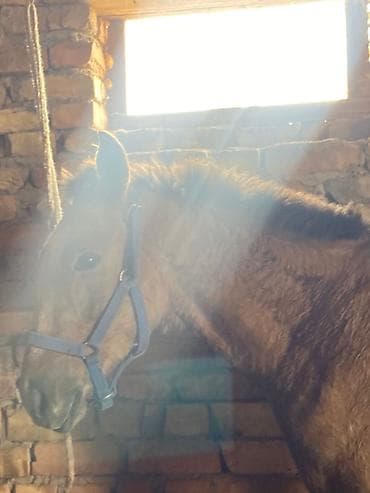 Продаю | Жеребенок | Конный спорт