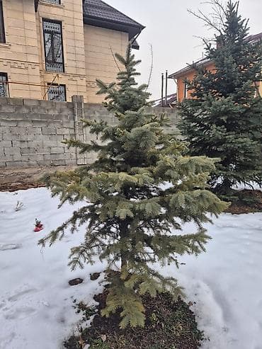 крымская сосна купить: Ели для озеленения участка - Породные хвойные деревья с плотной — 9