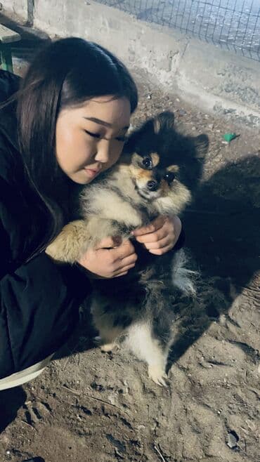 карликовый пекинес купить: Шпиц, 8 месяцев, Самец — 6