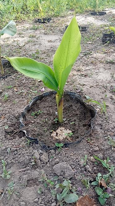 4 pot: Продаю бананы ПЛОДОВЫЕ, сорт: Acuminata. Плодятся на второй год — 2