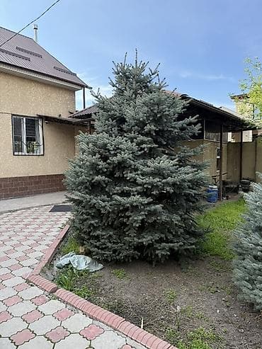 дерев: Срочно ‼️ срочно ‼️ Ель колючая голубая (Picea pungens ‘Glauca’) — — 4