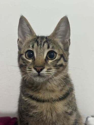 carters для мальчика: Бенгальская, 4 месяца, Мальчик, Черепаховый, С прививками, Приучена к лотку — 2