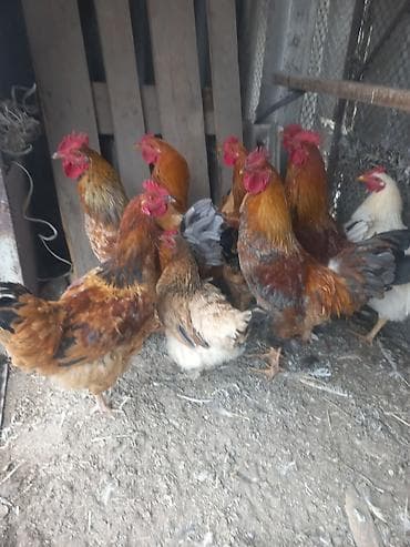 куры черные: Продаю | Куры | Домашняя | Для разведения — 1