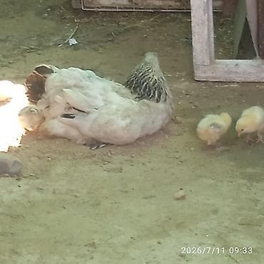 продаю кармушки: Продаю | Куры | Полубрама | Несушки — 1
