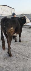 золотой фазан: Продаю | Корова (самка) | Алатауская | Для молока | Стельные — 24