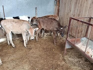 куплю корм для животных: Продаю | Бык (самец), Музоо, торпок | Герефорд, Алатауская, Швицкая | На откорм, На забой, Для разведения | Племенные, Искусственник — 5