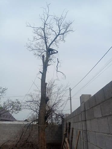 цены на строительные работы в бишкеке 2022: Услуги арбориста обследование дерева и экспертная оценка его — 8