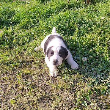 продаю тюк: Щенки по15 000 т.с обр по вотсап номеру — 4