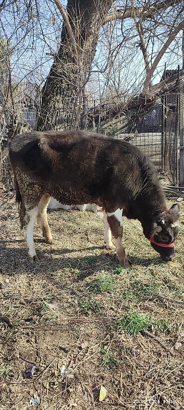 парода бычок: Продаю | Музоо, торпок | Полукровка | На откорм | Привязанные — 2