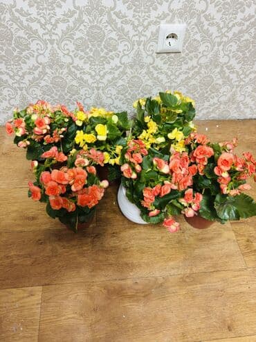 трансформер стол бишкек: Бегония — 1