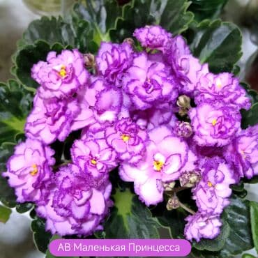 петуния цветы: В продаже детки сортовых мини и полумини фиалок 🌺🌿🌺. Есть черенки — 12