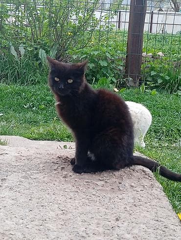 каракал кошка: Отдам кошек/котов возраст: пол года черного и белого окраса нужно — 2