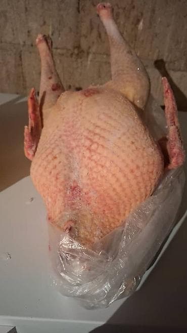 Декор жана интерьер: Домашняя тушка индюка — 1