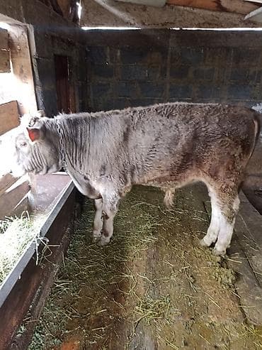 Продам с/х животных: Продаю | Бык (самец) | Для разведения, На откорм | Племенные, Искусственник — 1