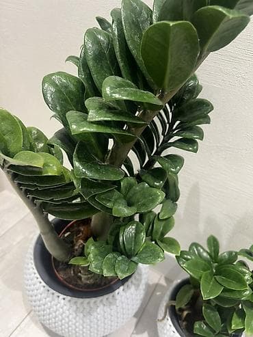вода эмульсионка: Зензи(Zamioculcas zamiifolia), сорт с утолщёнными побегами и плотными — 1