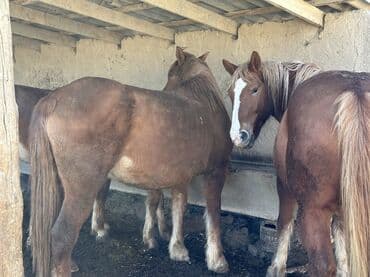 продажа домашних животных: Продаю | Конь (самец), Жеребенок, Жеребец | Дончак | Для молока, Для разведения, Конный спорт | Племенные — 5