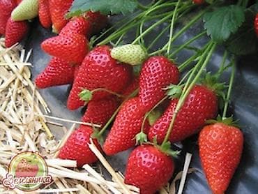 скупка клубника: Саженцы клубники Альбион с очень хорошей корневой системойсорт — 2