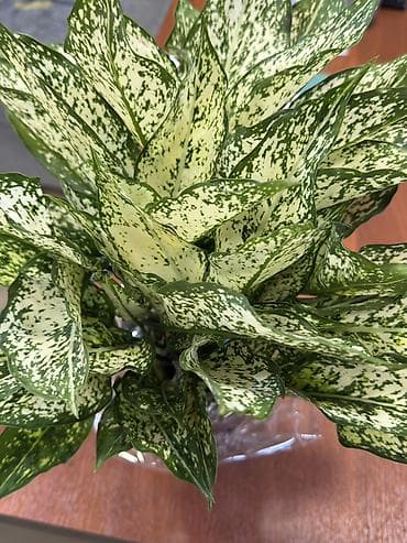 аглаонемы: Аглаонема (пестролистная, декоративно-лиственная) - Эффектные — 2