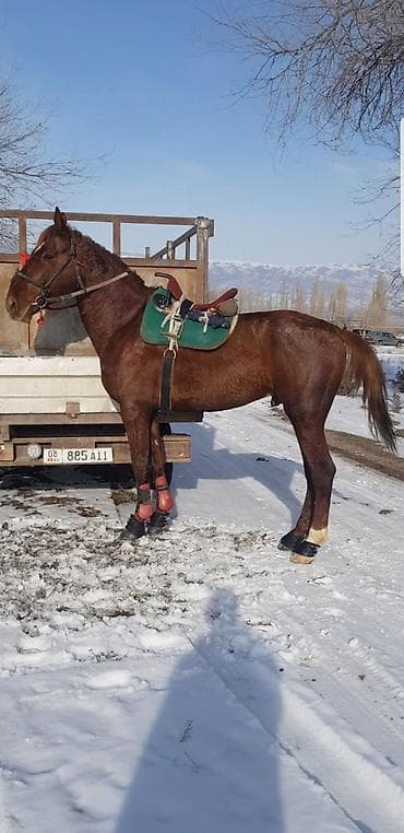 Услуги ветеринара: Продаю | Жеребец | Племенные — 8