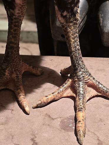 сколько стоят перепёлки: Продаю | Цыплята | Бойцовая | Для разведения — 2