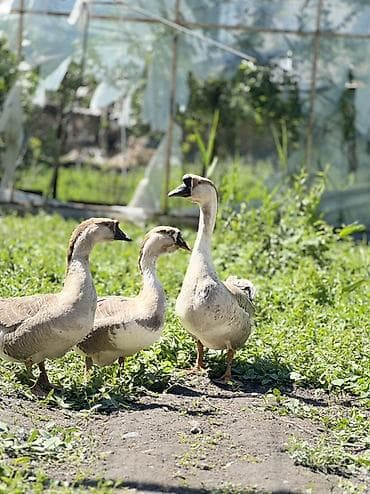 Кааздар сатылат 3 шт бир короз эки мекиш баасы 1200 сомдон адрес село
