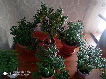 денежное дерево: Маленькие1000соом/большые1500соом паста в ватсап Толстянка (денежное — 1