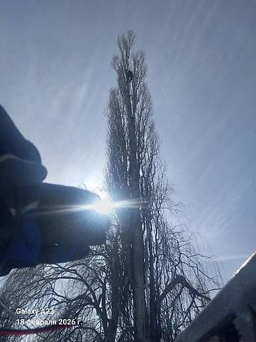 готовые дрова: Спил Дерево Тал, Бак, Жаңгак акацса Дуб Орехи терек карагач Отун — 3