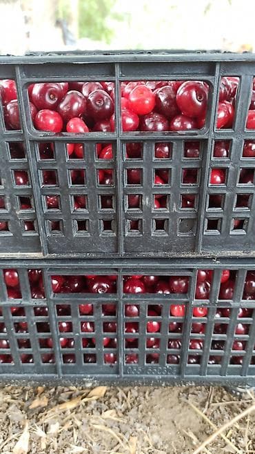 конечные банки: Кампоттор сатылат. чоон казанда кайнатылган. 5 жылдан бери жасап — 3