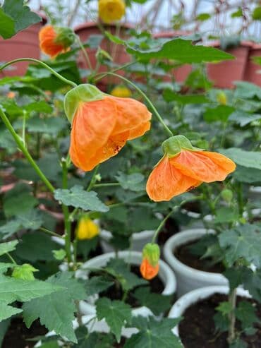 багеты бишкек: Абутулионы — 2