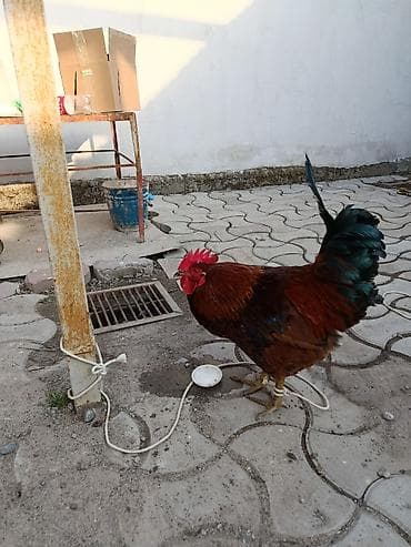 Продаю | Петух | Домашняя | Для разведения
